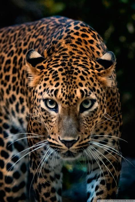 Jaguar Wallpaper