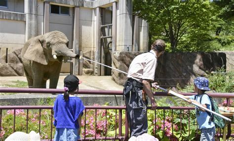 Elephant at Japan zoo goes on diet with help of visitors