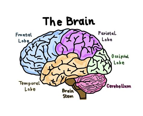 Goodnotes anatomy brain diagram aesthetic | Brain diagram, Human brain diagram, Brain lobes