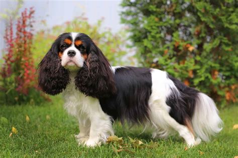 What Is A Cavalier King Charles Spaniel’s Lifespan? Health Overview