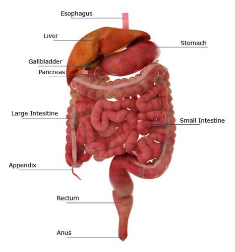 Jejunum's Function in the Small Intestine and Digestive System: