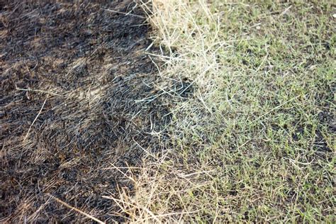 Burnt Grass in Spring ,Closeup Stock Photo - Image of destruction ...