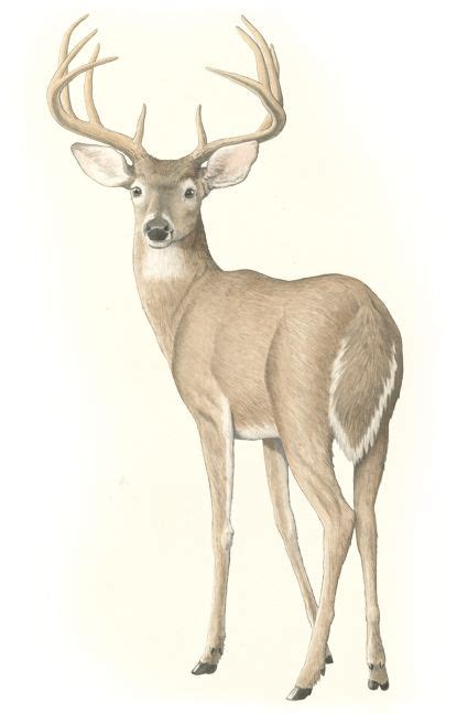 The White-Tailed Deer | Deer drawing, Deer illustration, Deer pictures