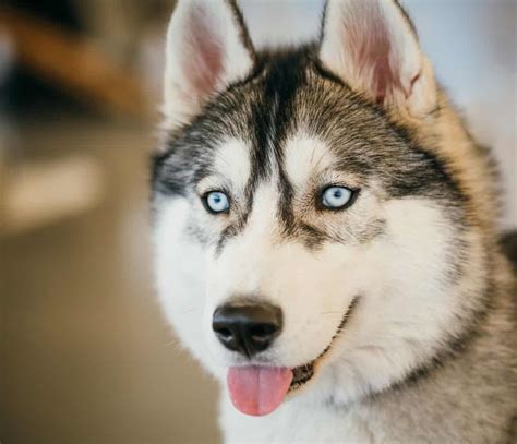 gray-adult-siberian-husky-dog-sibirsky-husky-PMH6X2T (2) | Pet Dog Owner