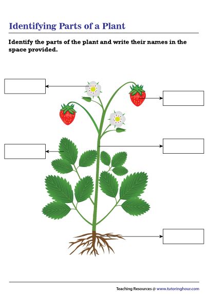 Parts Of A Flower Worksheet Answer Key | Best Flower Site