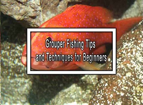 Grouper Fishing Tips and Techniques for Beginners