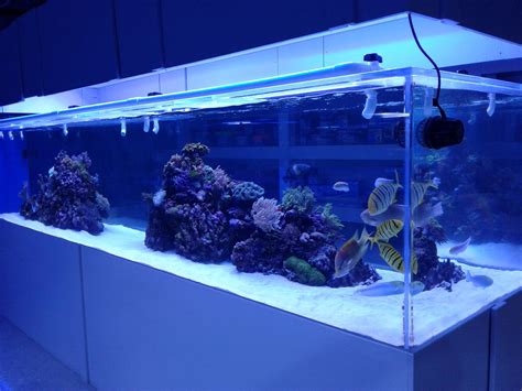 My 1600+ gallon mixed reef tank with sharks. : Aquariums