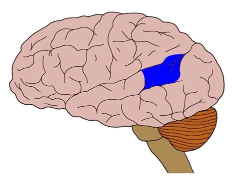 Know Your Brain: Wernicke's Area