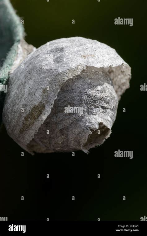 Solitary Wasp Nest Stock Photo - Alamy