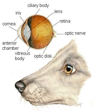 Dog Eye Anatomy