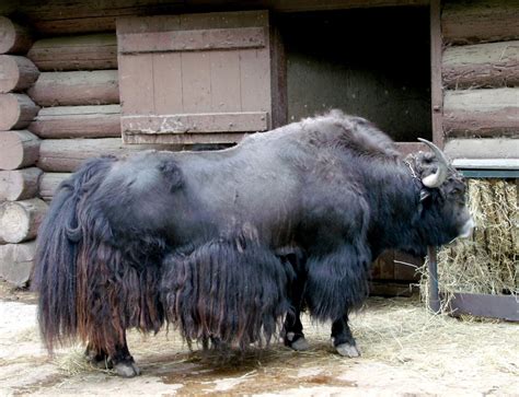 Yak | ....High Park Zoo, Toronto Ontario .... shaggy hoofed … | Flickr