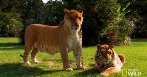 The Truth About Ligers – Lion Tiger Hybrid = “LIGER” | Sia Magazine