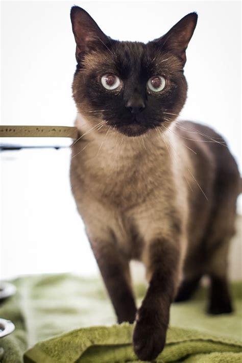 Dark Brown Siamese Cat - British Shorthair