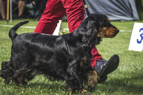 Cockspaniel Hair Cuts and Grooming Tips for the Breed