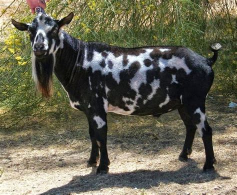 Nigerian Dwarf Goats Information And Breeding – inuofebi