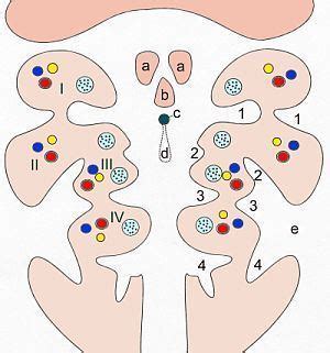 Cervical sinus - Alchetron, The Free Social Encyclopedia