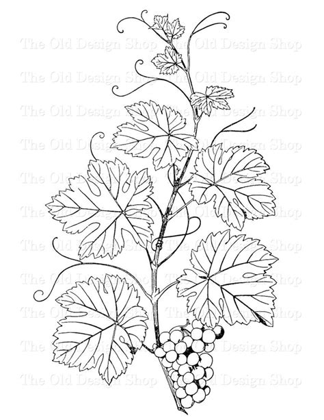 Leaf Clip Art Grape Leaves on the Vine Botanical Illustration - Etsy