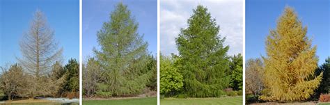 European Larch, Larix decidua – Wisconsin Horticulture