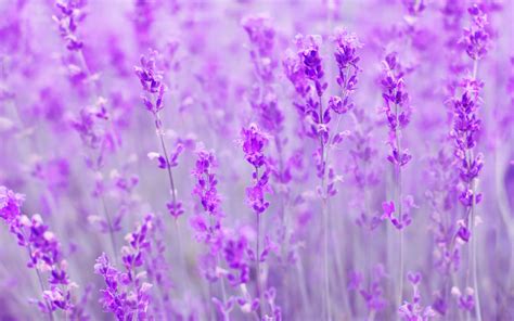 Lavender Flower Wallpaper