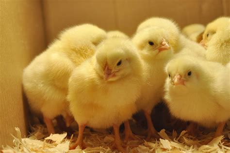 More Chickens…Whether we need them or not | Just Two Farm Kids