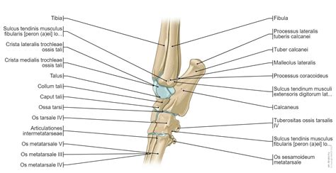 Knochen des Hundes (Abbildungen): normale anatomie | vet-Anatomy