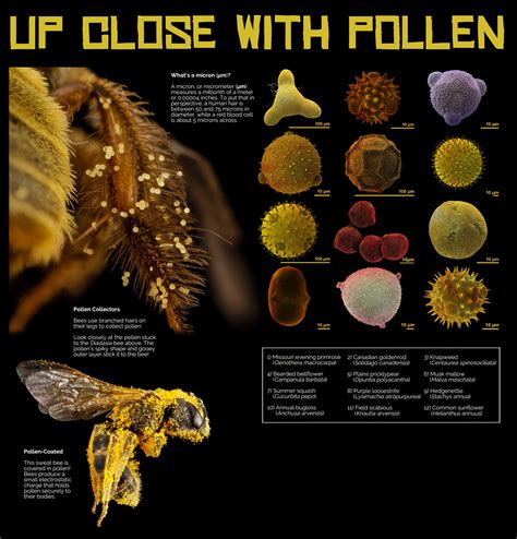 What Bees Eat Pollination — Museum of the Earth