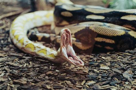 Why Do Snakes Yawn? (This Might Surprise You)