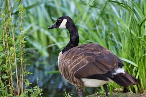 Male Vs Female Canada Goose? Complete Difference With Table