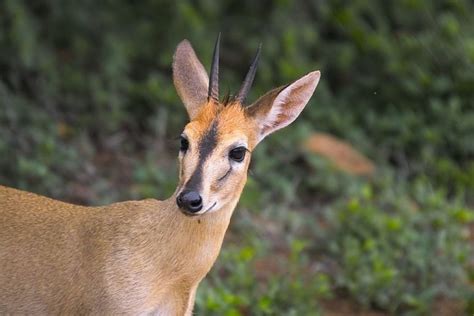 Duiker Common - WN Hunting Safaris