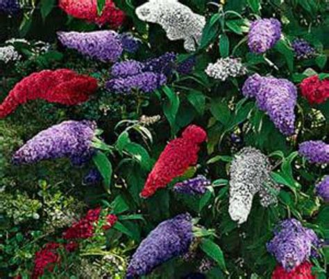 Amazon.com : Butterfly Bush -Big MIX-150 Seeds! : Patio, Lawn & Garden