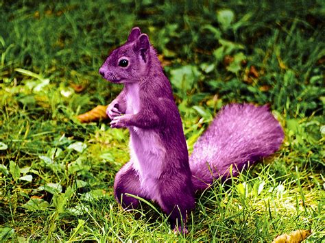 A Purple Squirrel for Ferret Luver Girl :) by Oj4breakfast on DeviantArt