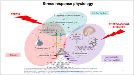 Stress response physiology – CAST PHARMA