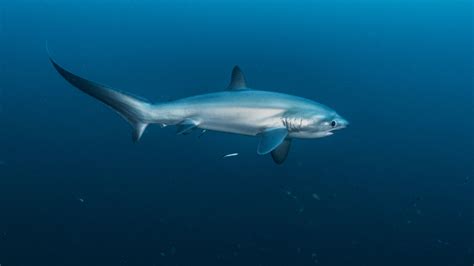 Pelagic Thresher Shark