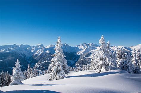 Image Winter Spruce Nature Mountains Snow landscape photography