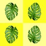 Monstera Leaf Wall Art Free Stock Photo - Public Domain Pictures