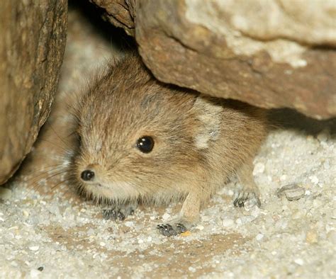 Peek-A-Boo... It's an Elephant Shrew! | Baby animals, Elephant shrew, Baby zoo animals