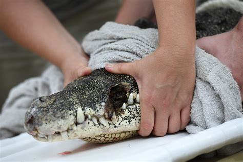 To treat an injured crocodile, make sure she’s fast asleep - The ...