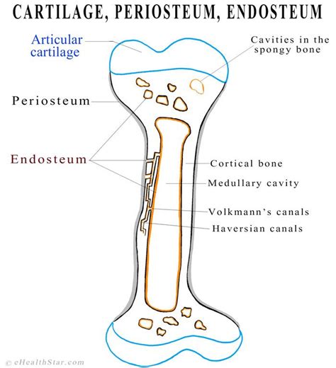 Endosteum Definition, Function, Location, Structure, Pictures | Medical knowledge, Anatomy and ...