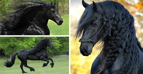 Is This The Most Beautiful Horse In The World? | Bored Panda