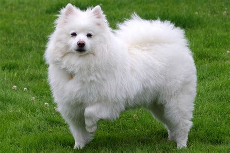 American Eskimo (Eskie): Dog Breed Characteristics & Care