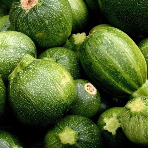 Summer Squash - Round Zucchini - St. Clare Heirloom Seeds