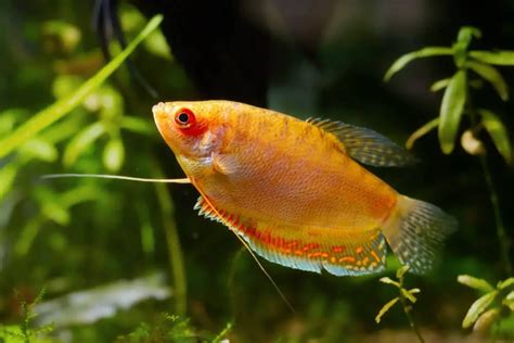 The Complete Guide to Honey Gourami Care: Tank Setup and Health Tips