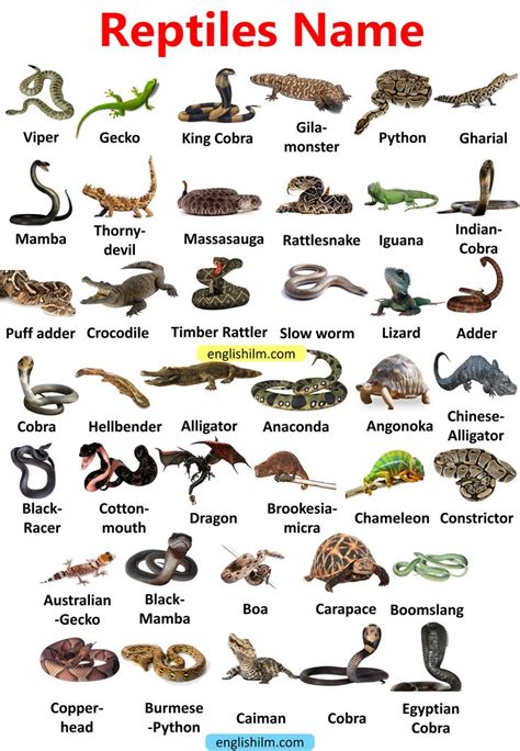 Reptiles Names | Reptiles Animals in 2023 | Reptiles, Reptiles names, Animal infographic