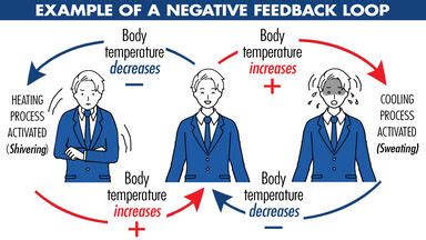 Negative feedback loop biology