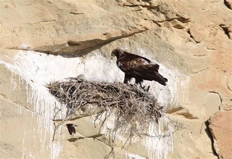 All About Nesting Golden Eagles - Avian Report