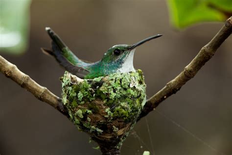 Image - Hummingbird-nest.jpg | Birds Wiki | FANDOM powered by Wikia