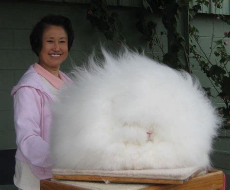 Giant Angora The giant Angora rabbit can be more than 12 pounds when fully grown and requires ...