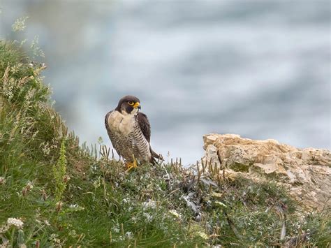 Peregrine Falcon Nesting: A Complete Guide | Birdfact