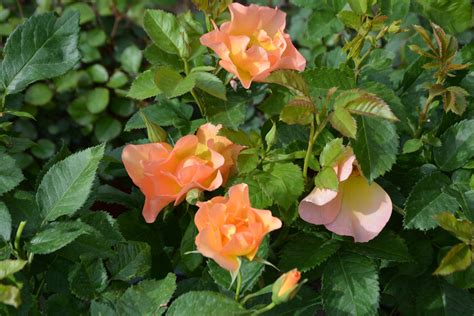 Morden Sunrise Rose • Kiwi Nurseries Ltd