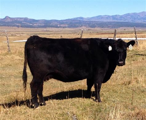 20 - Registered Black Angus, Simmental & Sim-Angus Bred Cows & Heifers - Utah